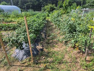 김영수님의 고추 · 영농일지 작성글 사진