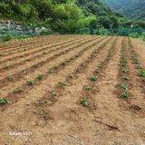 팜모닝 들깨·영농일지 게시글 이미지