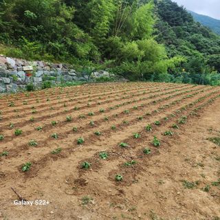 이윤마을 농민님의 들깨 · 영농일지 작성글 사진