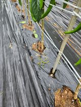 팜모닝 농사, 무엇이든 물어보세요!·참여글 게시글 이미지