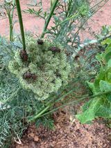 팜모닝 기타작물·병해충상담 게시글 이미지