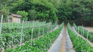 엉뚱한농사꾼임경섭님의 자유주제 · 자유게시판 작성글 사진