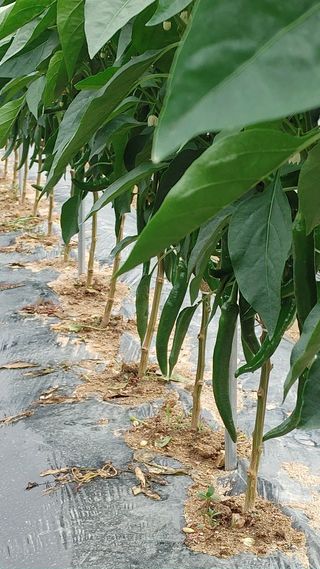 엉뚱한농사꾼임경섭님의 자유주제 · 자유게시판 작성글 사진