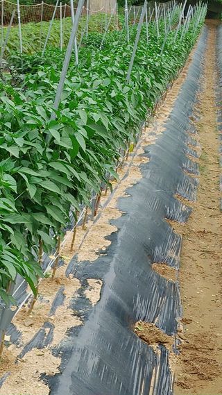 엉뚱한농사꾼임경섭님의 자유주제 · 자유게시판 작성글 사진