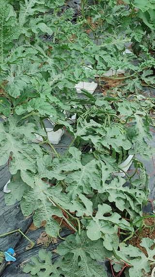 엉뚱한농사꾼임경섭님의 자유주제 · 자유게시판 작성글 사진