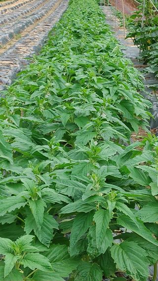 엉뚱한농사꾼임경섭님의 자유주제 · 자유게시판 작성글 사진