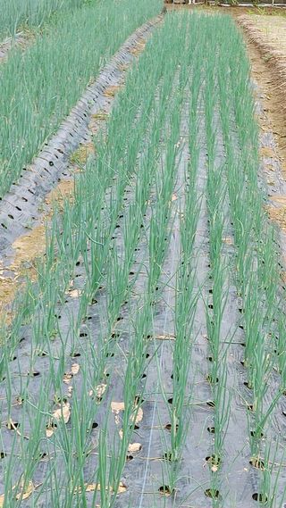 엉뚱한농사꾼임경섭님의 자유주제 · 자유게시판 작성글 사진