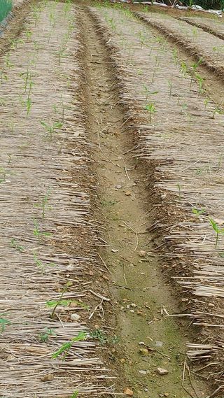 엉뚱한농사꾼임경섭님의 자유주제 · 자유게시판 작성글 사진