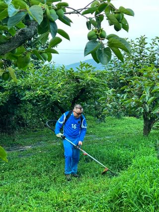 들깨13192님의 감 · 영농일지 작성글 사진