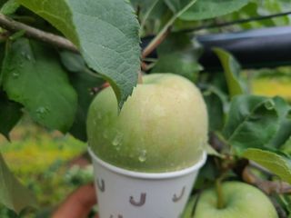 화성농원님의 사과 · 일상 작성글 사진