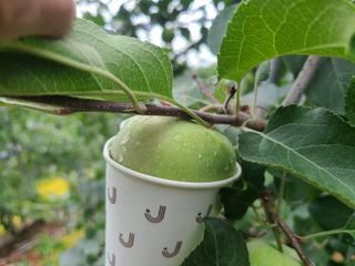 화성농원님의 사과 · 일상 작성글 사진