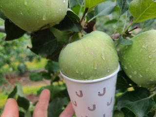 화성농원님의 사과 · 일상 작성글 사진