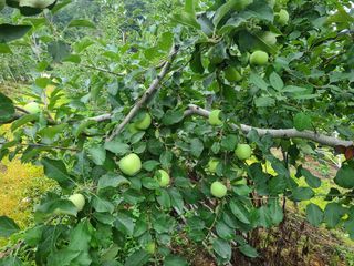 화성농원님의 사과 · 일상 작성글 사진