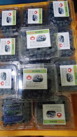 김기자(흰구름농원)님의 작성글 사진