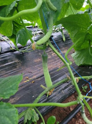 이병희님의 파 · 영농일지 작성글 사진