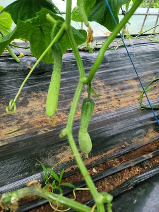 이병희님의 파 · 영농일지 작성글 사진