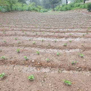 인생은 소풍처럼님의 자유주제 · 자유게시판 작성글 사진