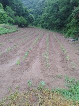 팜모닝 들깨·영농일지 게시글 이미지