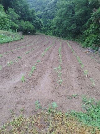 최상락님의 들깨 · 영농일지 작성글 사진