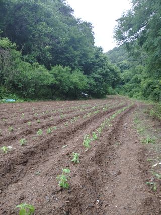 최상락님의 들깨 · 영농일지 작성글 사진