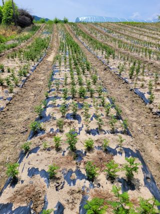 상근농원김덕주님의 기타작물 · 영농일지 작성글 사진