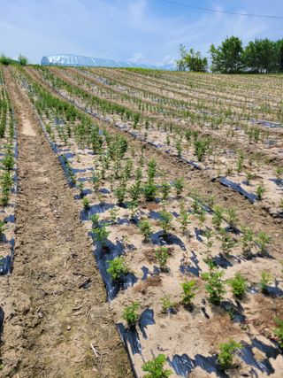 상근농원김덕주님의 기타작물 · 영농일지 작성글 사진