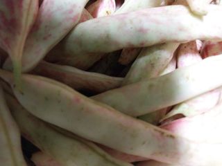 구정남님의 기타작물 · 영농일지 작성글 사진