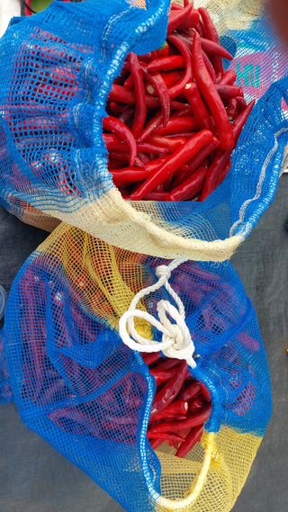 둥이농장(김준태)님의 고추 · 수확 작성글 사진