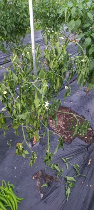 장도리님의 토마토 · 병해충상담 작성글 사진