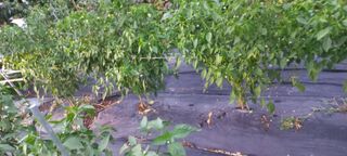 장도리님의 토마토 · 병해충상담 작성글 사진