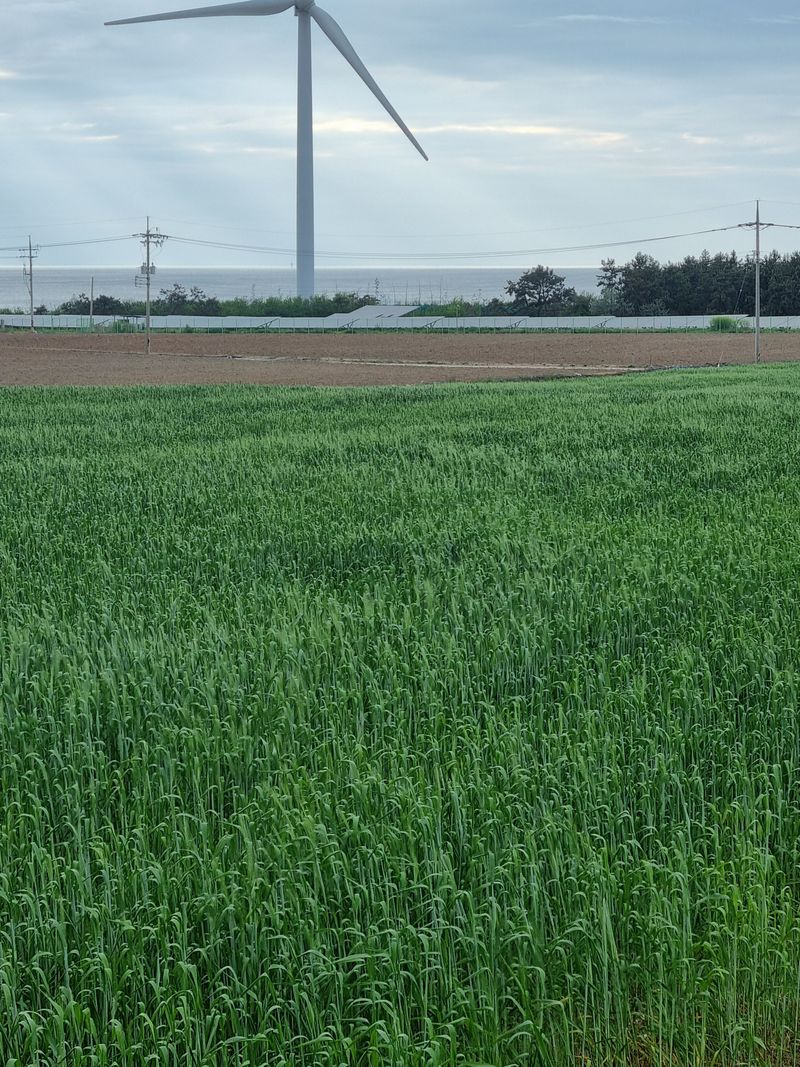 장준석님의 장터 판매 상품 [2025년산 국내산호라산밀 (카무트)3KG] 첨부 사진