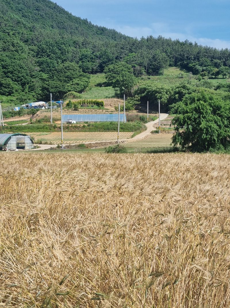 장준석님의 장터 판매 상품 [2025년산 국내산호라산밀 (카무트)3KG] 첨부 사진