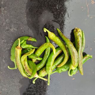 장천진님의 고추 · 병해충상담 작성글 사진