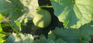 동홍순 님의 배추 · 영농일지 작성글 사진