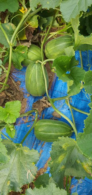 동홍순 님의 배추 · 영농일지 작성글 사진