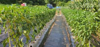 동홍순 님의 배추 · 영농일지 작성글 사진