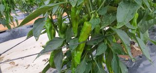 동홍순 님의 배추 · 영농일지 작성글 사진