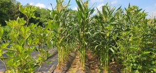 동홍순 님의 배추 · 영농일지 작성글 사진