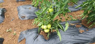 동홍순 님의 배추 · 영농일지 작성글 사진