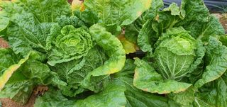 동홍순 님의 배추 · 영농일지 작성글 사진