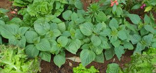 동홍순 님의 배추 · 영농일지 작성글 사진