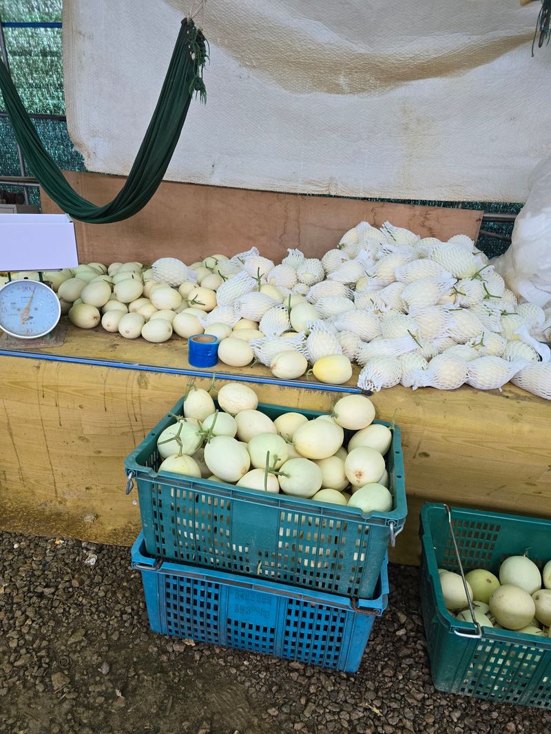 장터 상품 [수신멜론 홈런왕 4키로.6.8키로] 썸네일