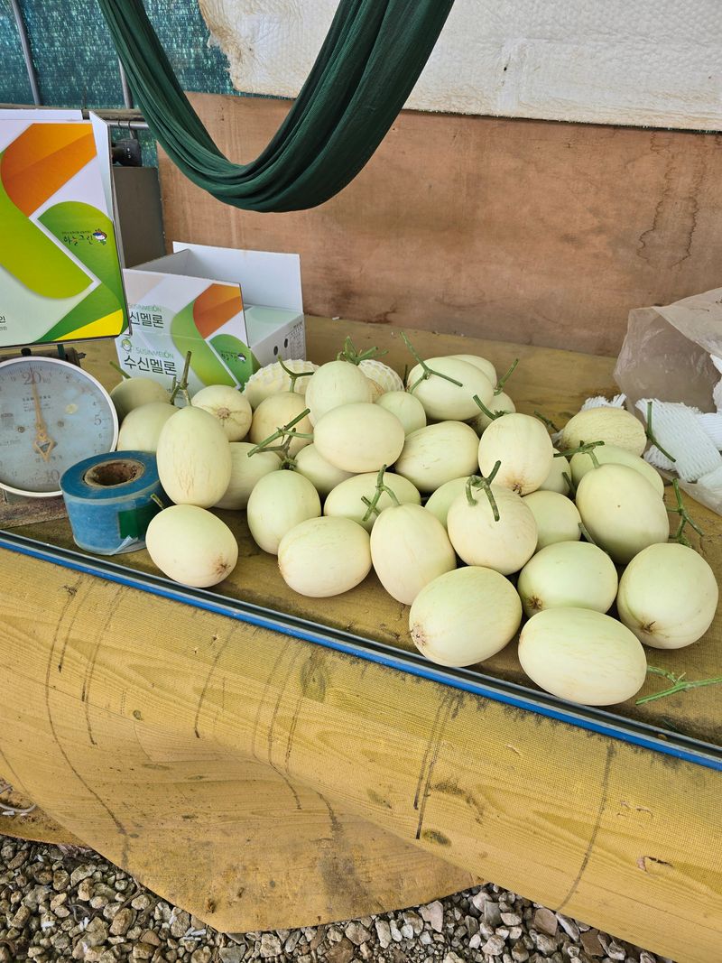 홍성규 님의 장터 판매 상품 [수신멜론 홈런왕 4키로.6.8키로] 첨부 사진