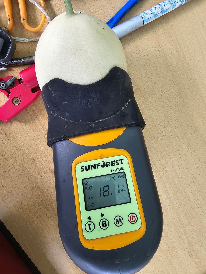 홍성규 님의 장터 판매 상품 [수신멜론 홈런왕 4키로.6.8키로] 첨부 사진