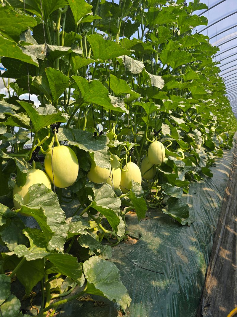 홍성규 님의 장터 판매 상품 [수신멜론 홈런왕 4키로.6.8키로] 첨부 사진