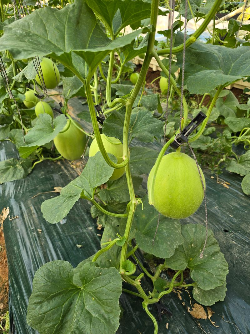 홍성규 님의 장터 판매 상품 [수신멜론 홈런왕 4키로.6.8키로] 첨부 사진