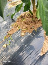 팜모닝 고추·병해충상담 게시글 이미지