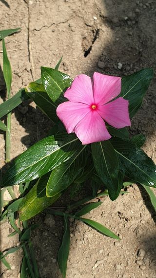 더좋은세상농원님의 자유주제 · 자유게시판 작성글 사진