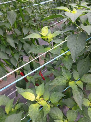 하늘샘(하경수)님의 고추 · 영농일지 작성글 사진