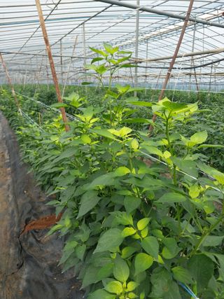 하늘샘(하경수)님의 고추 · 영농일지 작성글 사진